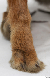 Foot Rabbit Animal photo references